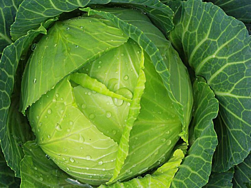 Cabbage